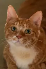 Geumdong-i